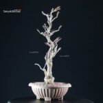 Glicine - Wisteria floribunda - immagine 4