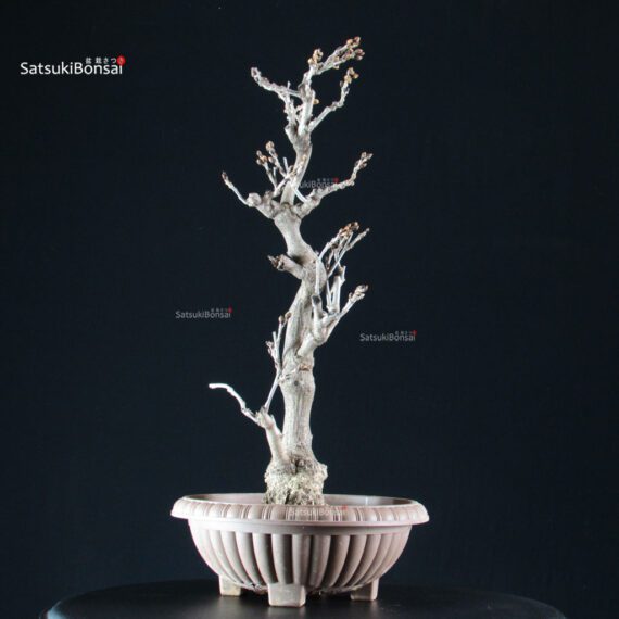 Glicine - Wisteria floribunda - immagine 4