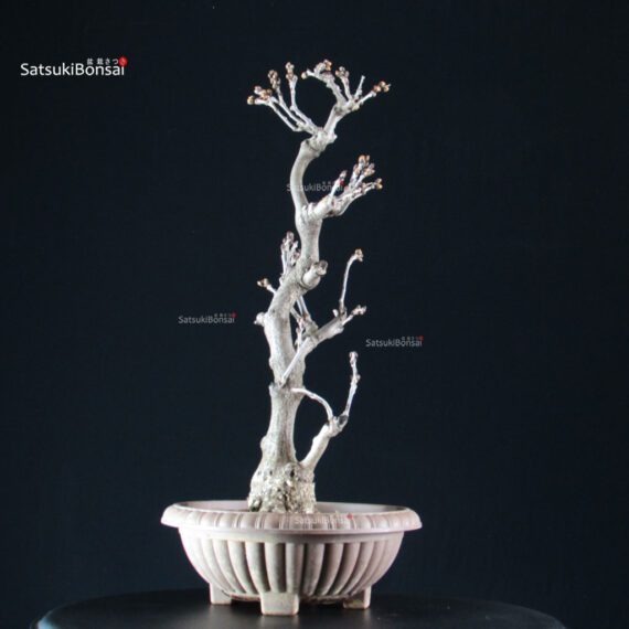 Glicine - Wisteria floribunda - immagine 5