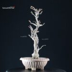 Glicine - Wisteria floribunda - immagine 6