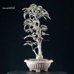 Glicine - Wisteria floribunda - immagine 3