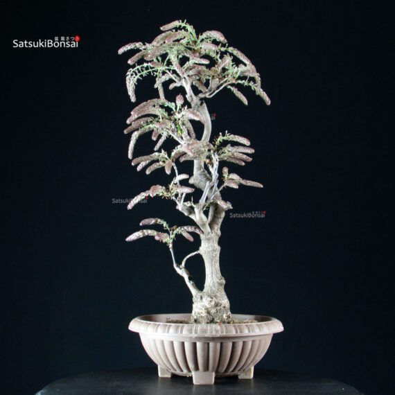 Glicine - Wisteria floribunda - immagine 3