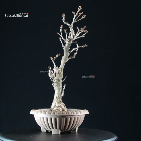 255226_2-Wisteria-floribunda Glicine - Wisteria floribunda - immagine 4