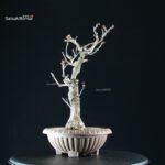 Glicine - Wisteria floribunda - immagine 5