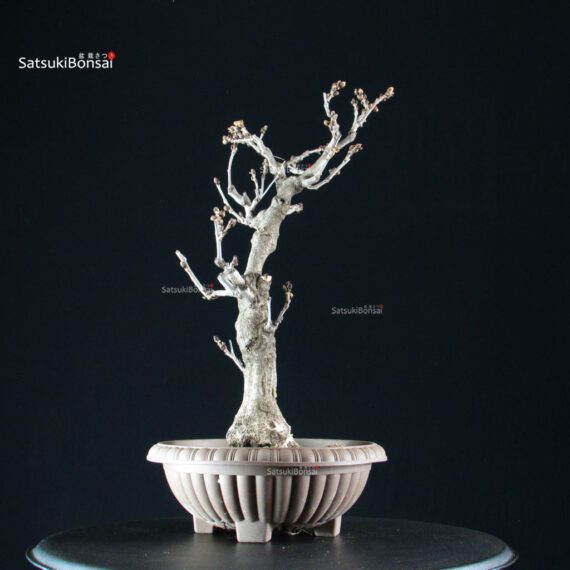 255226_3-Wisteria-floribunda Glicine - Wisteria floribunda - immagine 5