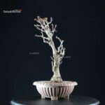 Glicine - Wisteria floribunda - immagine 6