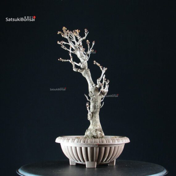 255226_4-Wisteria-floribunda Glicine - Wisteria floribunda - immagine 6