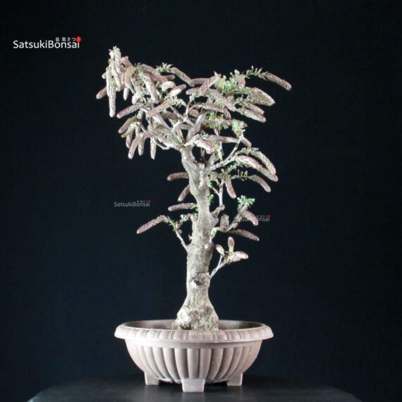 255226_5-Wisteria-floribunda Glicine - Wisteria floribunda - immagine 3