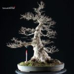 Acer Buergerianum - Kaede VENDUTO - immagine 9