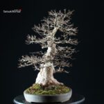 Acer Buergerianum - Kaede VENDUTO - immagine 10