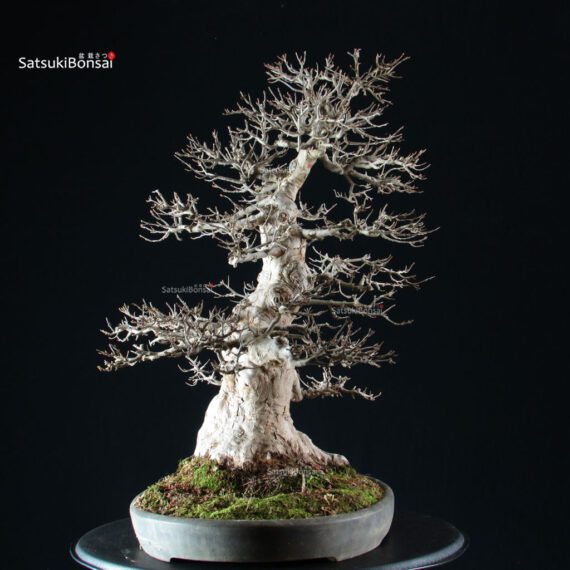 Acer Buergerianum - Kaede VENDUTO - immagine 10