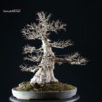 Acer Buergerianum - Kaede VENDUTO - immagine 11