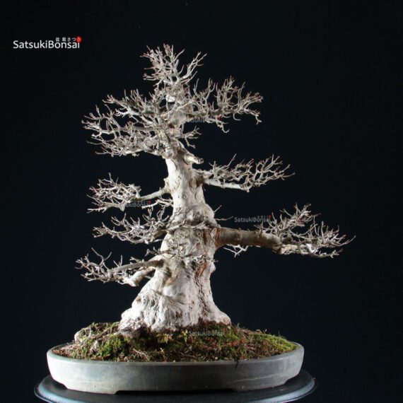 Acer Buergerianum - Kaede VENDUTO - immagine 11