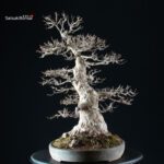 Acer Buergerianum - Kaede VENDUTO - immagine 12