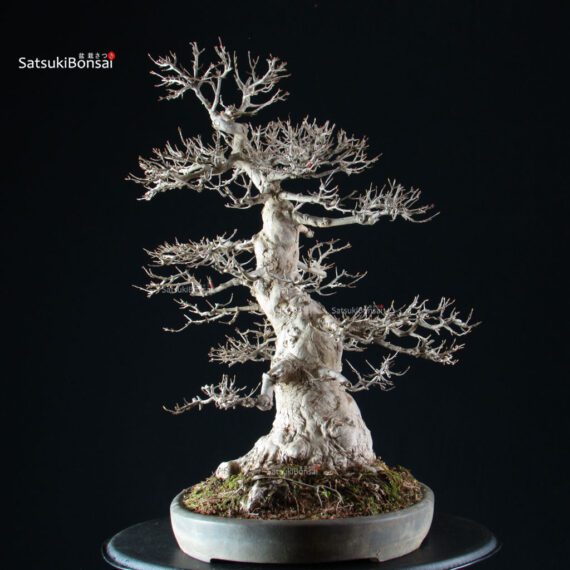 Acer Buergerianum - Kaede VENDUTO - immagine 12