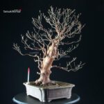 Stewartia Monadelpha - Himeshara - immagine 5