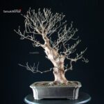Stewartia Monadelpha - Himeshara - immagine 6