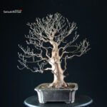 Stewartia Monadelpha - Himeshara - immagine 7