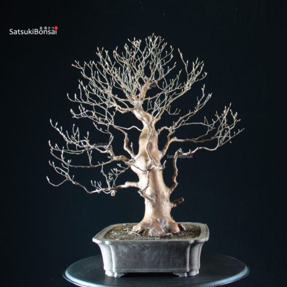 255231_3-Stewartia-monadelpha Stewartia Monadelpha - Himeshara - immagine 7