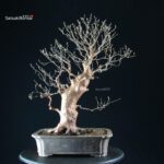 Stewartia Monadelpha - Himeshara - immagine 8