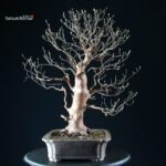 Stewartia Monadelpha - Himeshara - immagine 9
