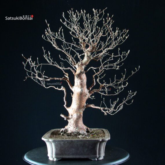 255231_5-Stewartia-monadelpha Stewartia Monadelpha - Himeshara - immagine 9
