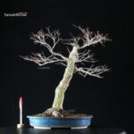 Acero Palmato Yamamomiji - immagine 9