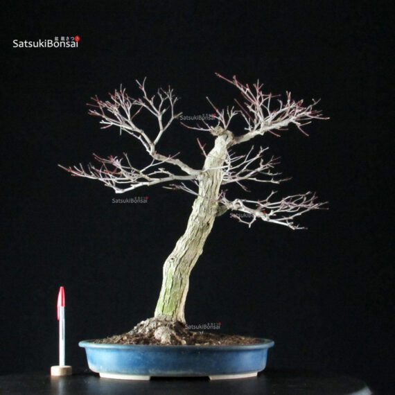 Acero Palmato Yamamomiji - immagine 9