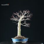 Acero Palmato Yamamomiji - immagine 12