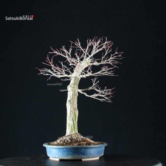 Acero Palmato Yamamomiji - immagine 12