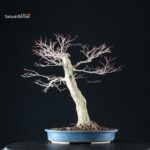 Acero Palmato Yamamomiji - immagine 11