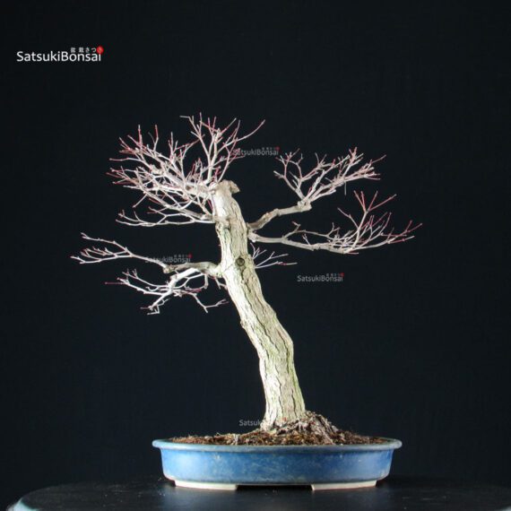 Acero Palmato Yamamomiji - immagine 11