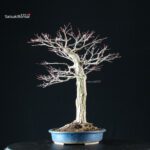 Acero Palmato Yamamomiji - immagine 10