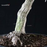 Acero Palmato Yamamomiji - immagine 13