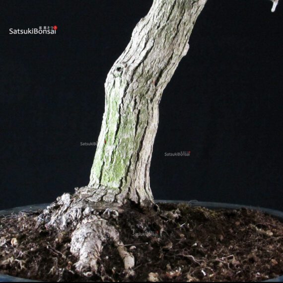 Acero Palmato Yamamomiji - immagine 13