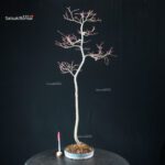 Acero palmato var. Yamamomiji - Bunjin - immagine 5