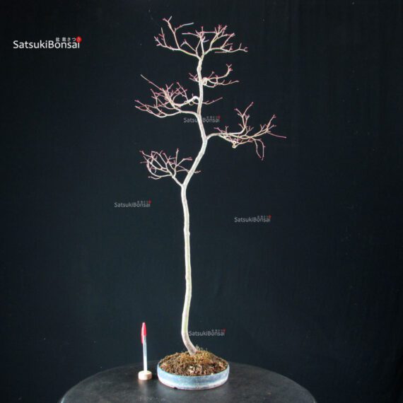 Acero palmato var. Yamamomiji - Bunjin - immagine 5