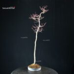 Acero palmato var. Yamamomiji - Bunjin - immagine 6