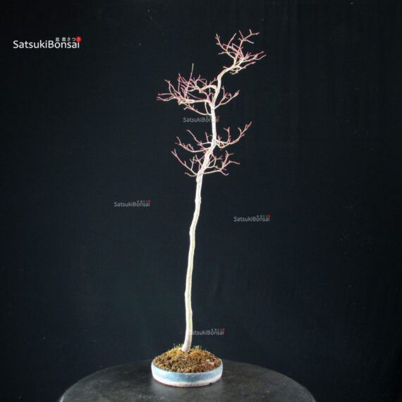 Acero palmato var. Yamamomiji - Bunjin - immagine 6