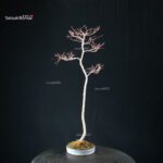 Acero palmato var. Yamamomiji - Bunjin - immagine 7