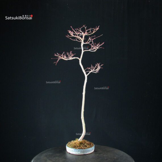 Acero palmato var. Yamamomiji - Bunjin - immagine 7