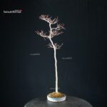 Acero palmato var. Yamamomiji - Bunjin - immagine 8