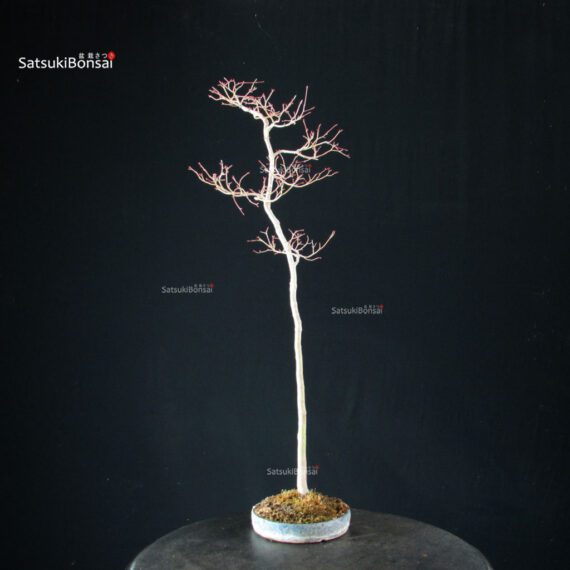 Acero palmato var. Yamamomiji - Bunjin - immagine 8