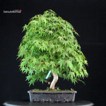 Acero Palmato Yamamomiji