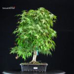 Acero Palmato Yamamomiji - immagine 2