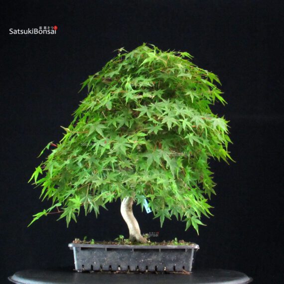 Acero Palmato Yamamomiji - immagine 3