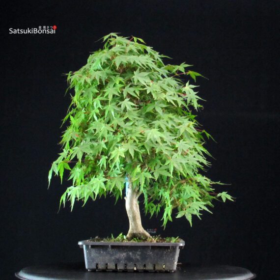 Acero Palmato Yamamomiji - immagine 4