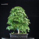 Acero Palmato Yamamomiji