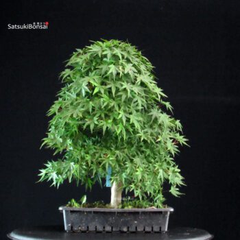 Acero Palmato Yamamomiji