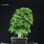 Acero Palmato Yamamomiji - immagine 2